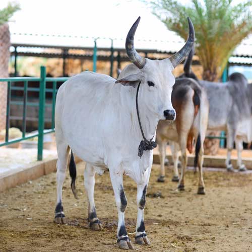 Hebbevu Farms