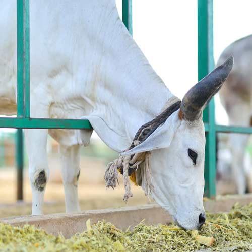 Hebbevu Farms