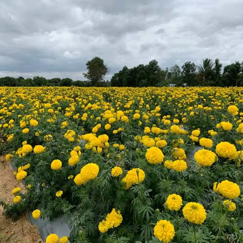 Hebbevu Farms